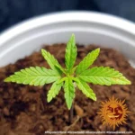 Barneys Farm Peyote Critical 2