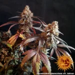 Barneys Farm Peyote Critical 6