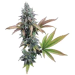 Brothers Grimm Seeds Cinderella 99