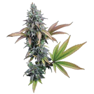 Brothers Grimm Seeds Cinderella 99