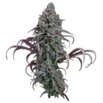 Brothers Grimm Seeds Rosetta Stone