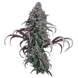 Brothers Grimm Seeds Rosetta Stone