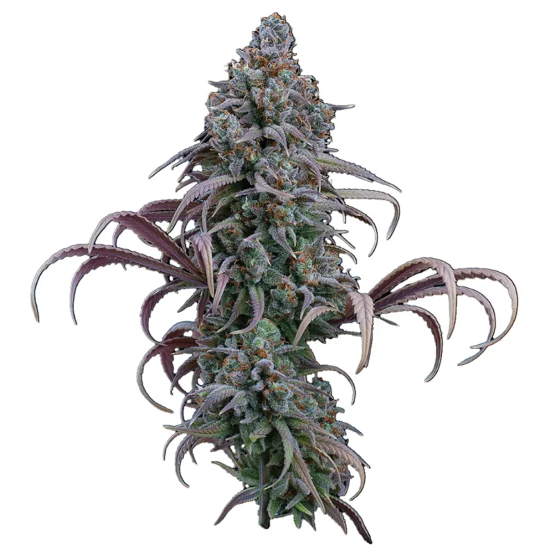 Brothers Grimm Seeds Rosetta Stone