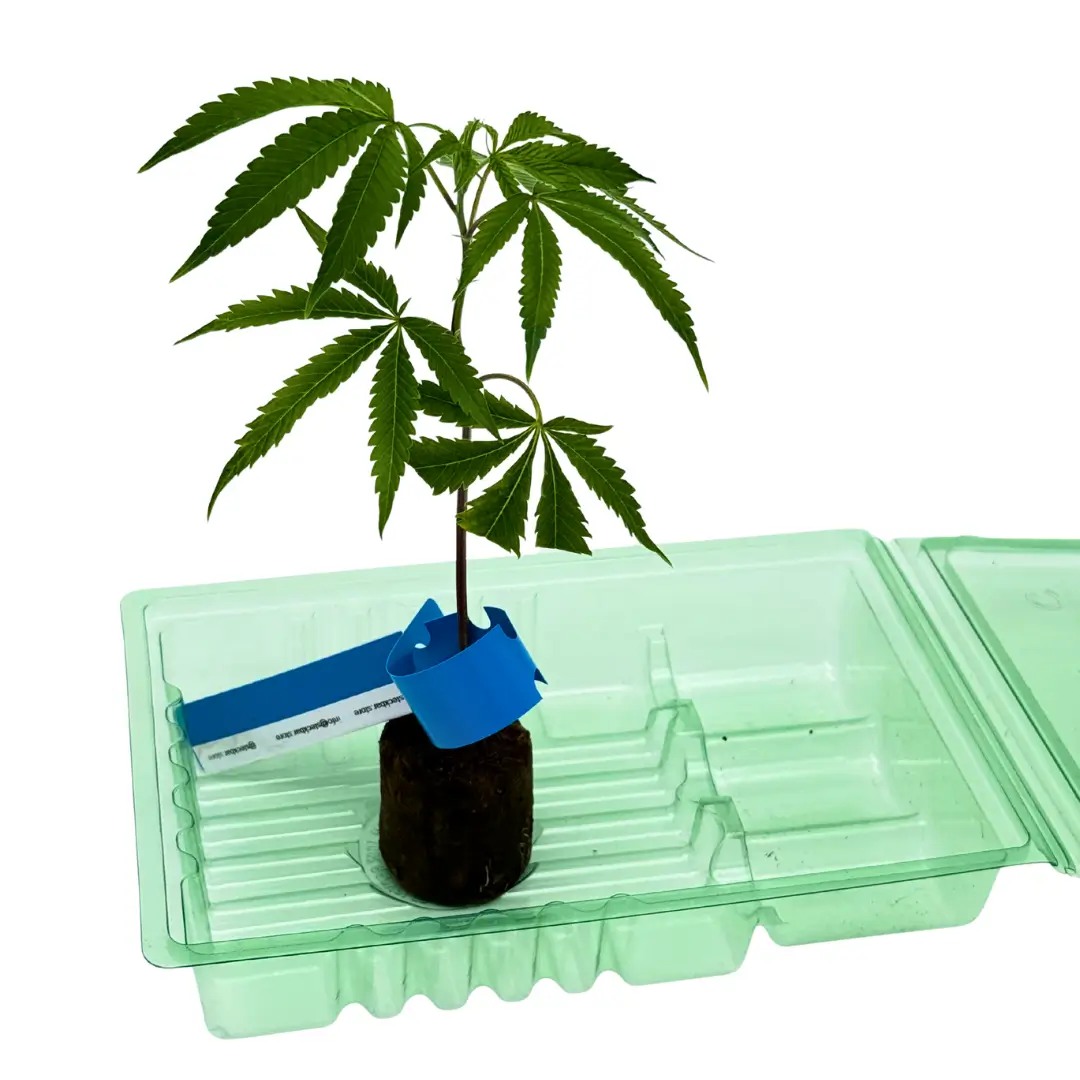 Cannabis Stecklinge Hanfstecklinge 1er mit Tray