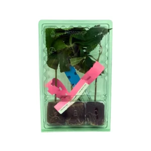 Mystery Box Stecklinge 3er