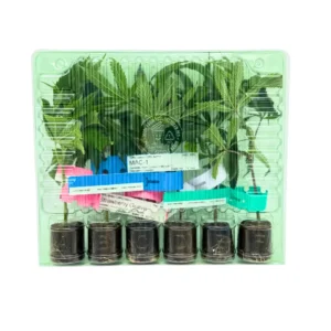 Truffle Cake – 6 Stück