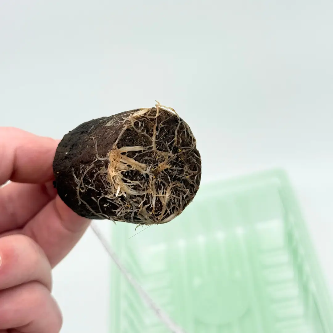 Cannabis Stecklinge Hanfstecklinge Bewurzelung