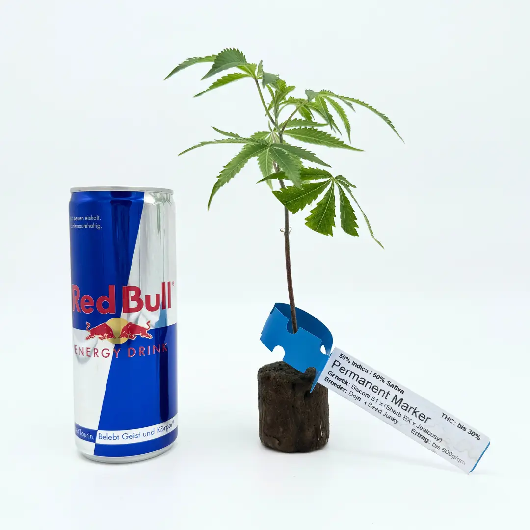 Cannabis Stecklinge Hanfstecklinge einzelner Steckling mit Red Bull