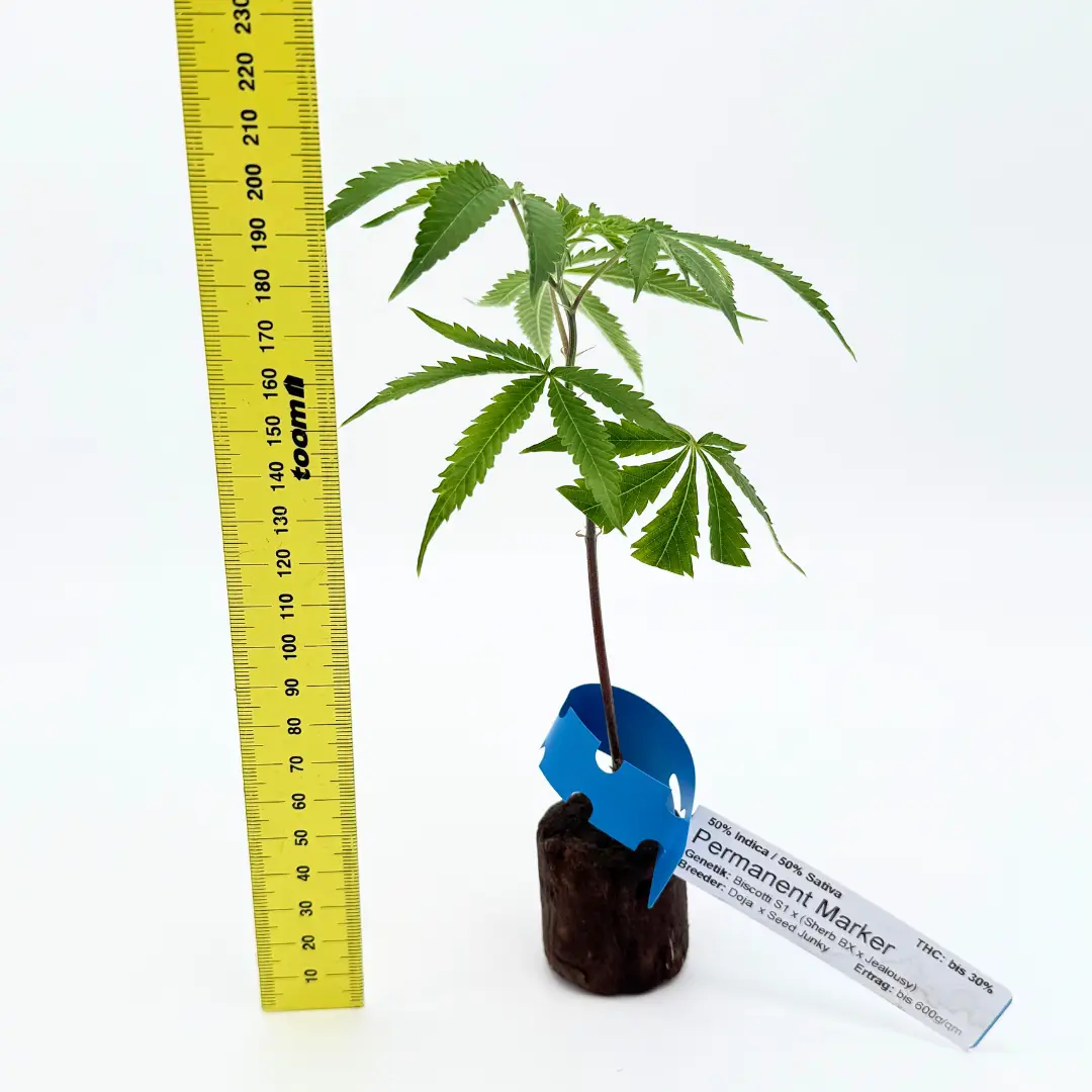 Cannabis Stecklinge Hanfstecklinge einzelner Steckling mit cm Angabe