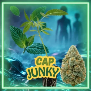 Cap Junky Stecklinge