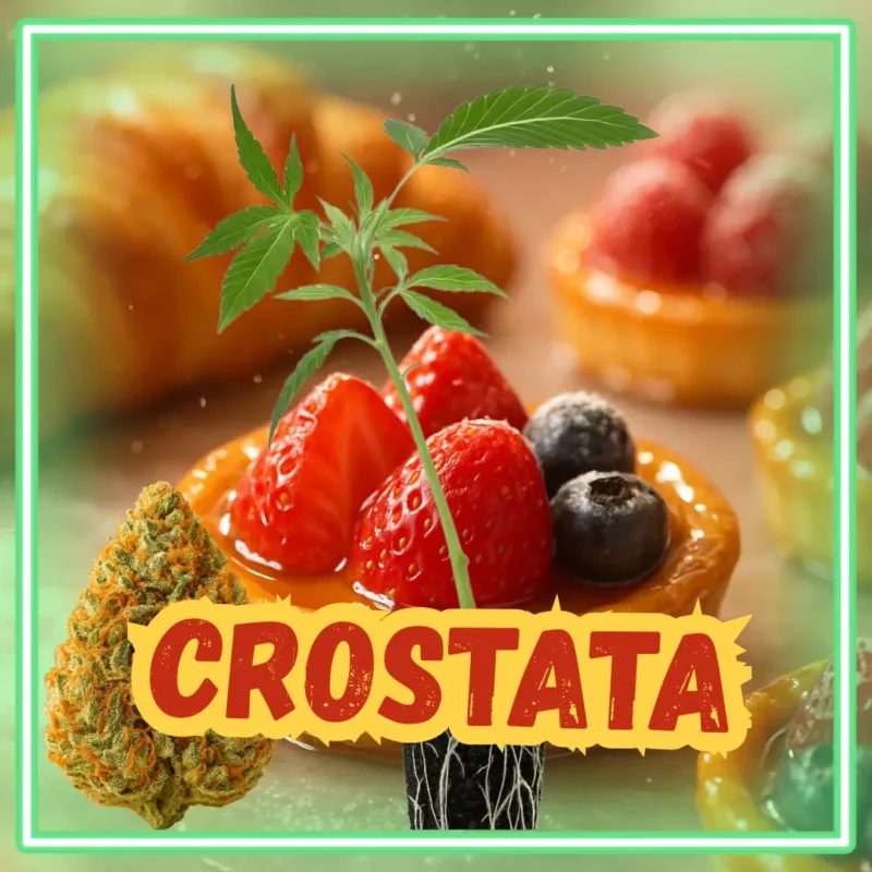 Crostata Stecklinge Crostata Stecklinge