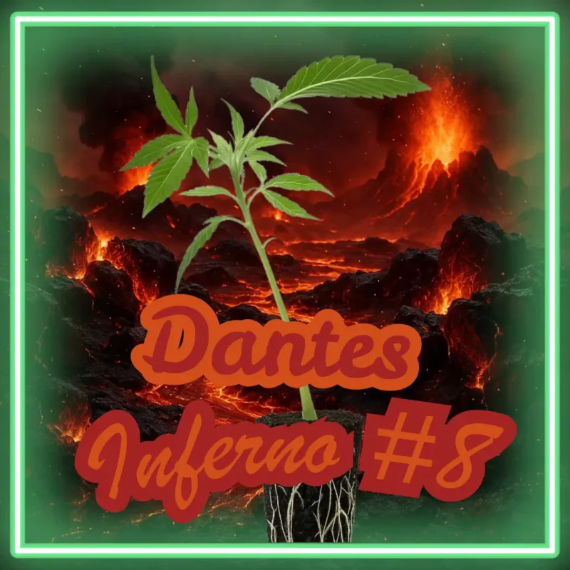 Dantes Inferno #8 Cannabis Stecklinge Hanfsteckling