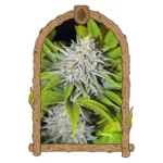 Exotic Seed Hippieberry