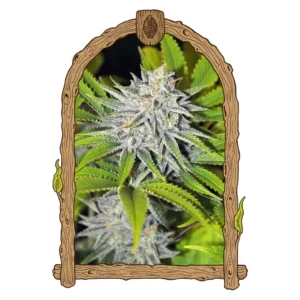 Exotic Seed Hippieberry