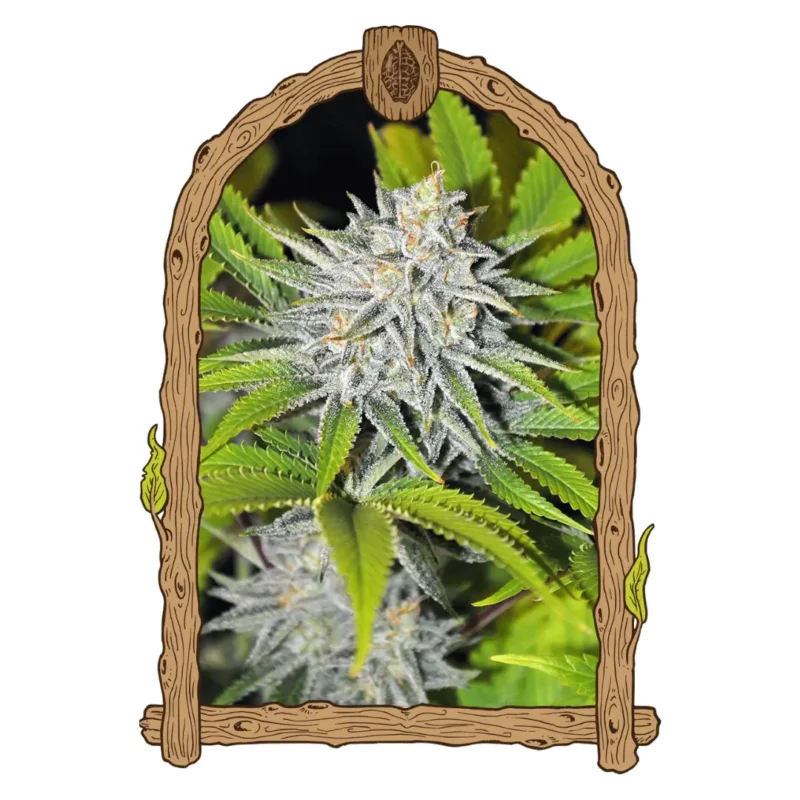 Exotic Seed Hippieberry