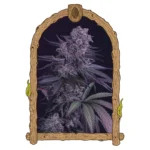 Exotic Seed Quick Black Lemon