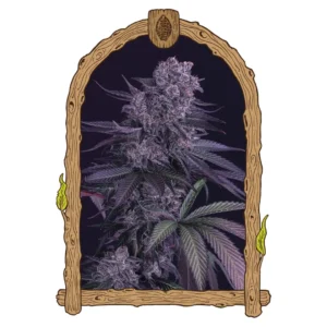 Exotic Seed Quick Black Lemon