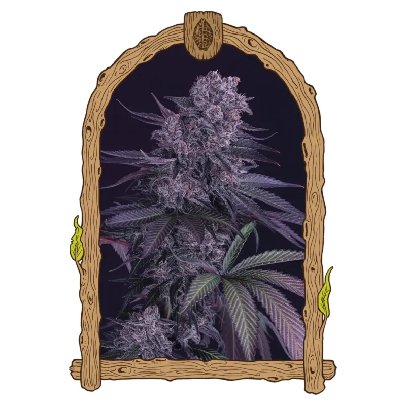 Exotic Seed Quick Black Lemon