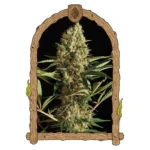 Exotic Seed Strawberry Cube Auto