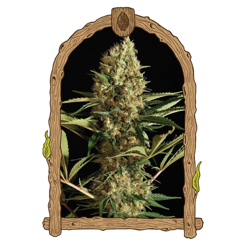 Exotic Seed Strawberry Cube Auto