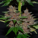 G13 Labs Purple Haze