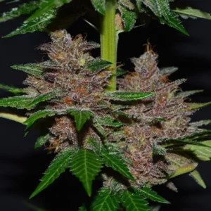 G13 Labs Purple Haze