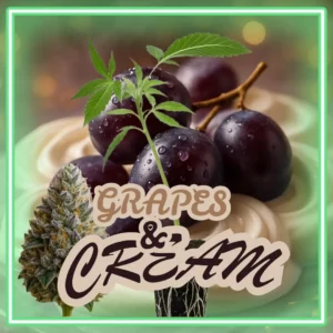 Grapes & Cream Stecklinge