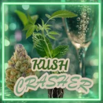 Kush Crasher Stecklinge