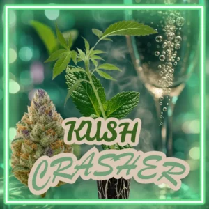 Kush Crasher Stecklinge