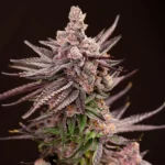 Lovin In Her Eyes Depth Charge