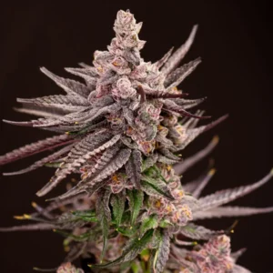 Lovin In Her Eyes Depth Charge