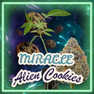 Miracle Alien Cookies Stecklinge