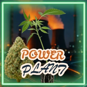 Power Plant Stecklinge