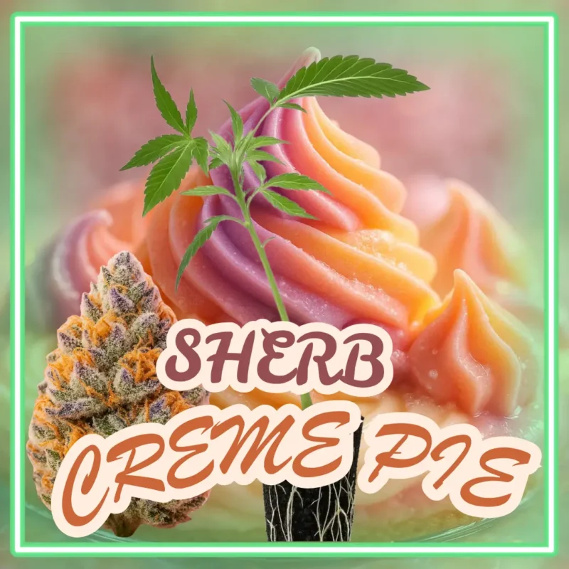 Sherb Creme Pie Stecklinge Sherb Creme Pie Stecklinge