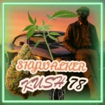Skywalker Kush 78 Stecklinge