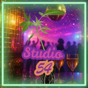Studio 54 Cannabis Stecklinge Hanfsteckling