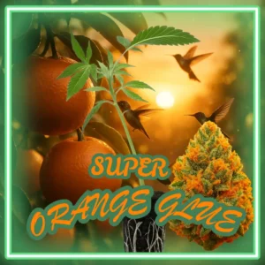 Super Orange Glue Stecklinge