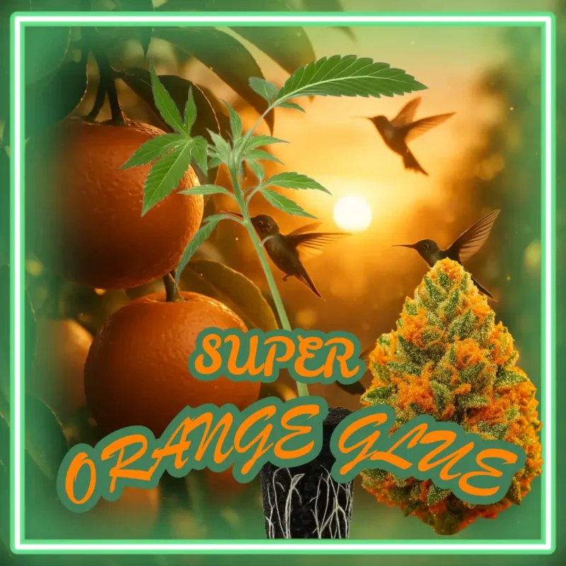 Super Orange Glue Stecklinge