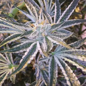 The Cali Connection Fruit Tree