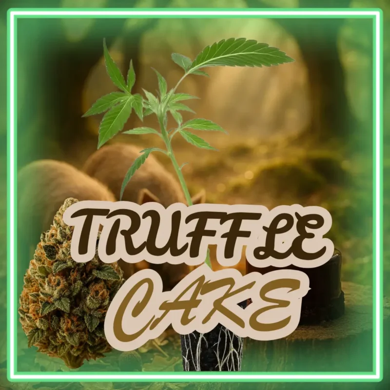 Truffle Cake Stecklinge