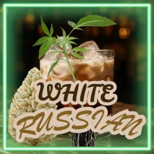 White Russian Stecklinge
