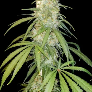 Amsterdam Amnesia Dutch Passion Seed company A