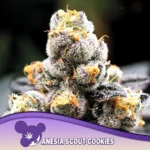 Anesia Seeds Anesia Scout Cookies - 3 Stück