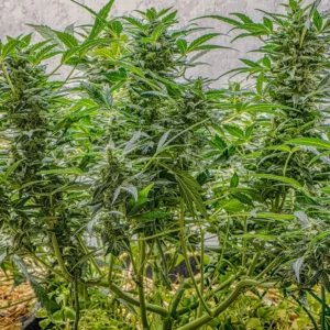 Auto AK Triple Haze Super Sativa Seed Club B