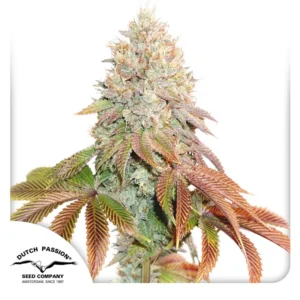 Auto Banana Blaze Dutch Passion Seed company