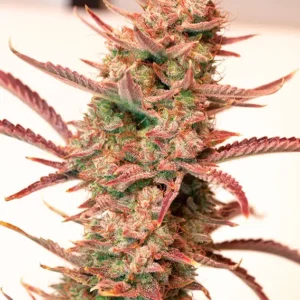 Auto Banana Blaze Dutch Passion Seed company V2B