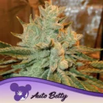 Anesia Seeds Auto Betty - 3 Stück