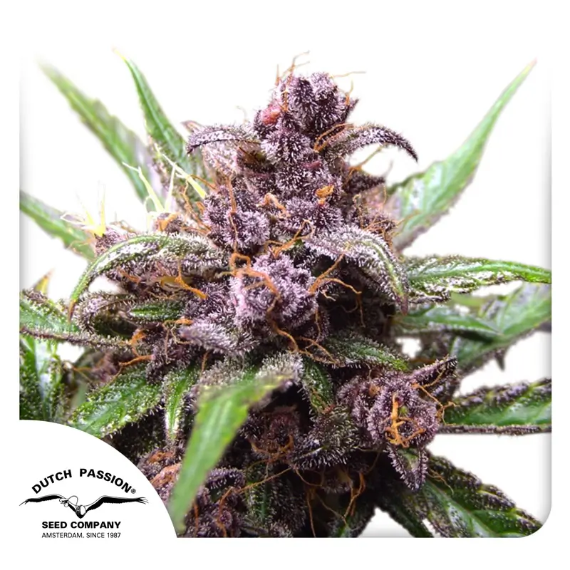 Auto Blackberry Kush Dutch Passion Seed company Auto Blackberry Kush Dutch Passion Seed company