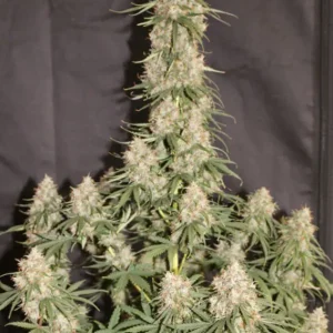 Auto Blueberry Dutch Passion Seed company v2B