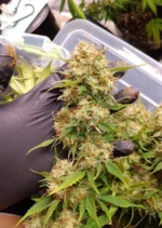 Auto Blueberry Dutch Passion Seed company v2C